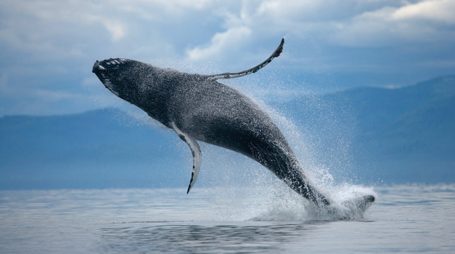 Alaska Whale