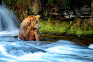 Brown bear sitting in fast moving stream fishing