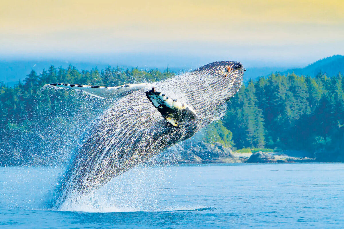 Humpback whale breaching