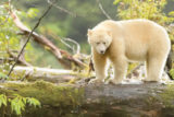 A Spirit Bear searching for food